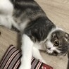 座布団で遊ぶルナ