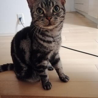 8歳　アメショ　穏やかでおとなしい　わさびくん