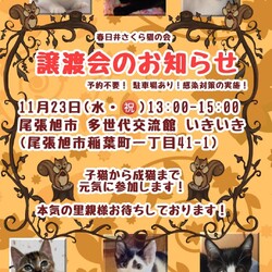 保護猫の譲渡会atいきいき