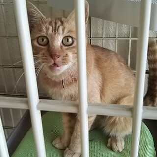 去勢手術&ウィルス検査済みです