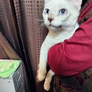 青目シャム系大人しい人なれ抜群　女の子4か月