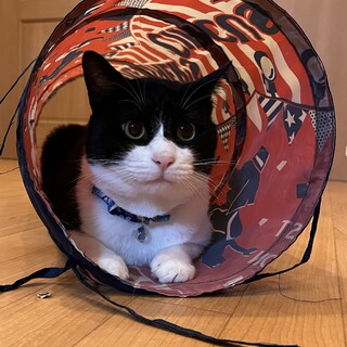 マイペースで穏やかな子♡バットくん