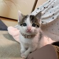 とても可愛いサバ白子猫のさぶろう！