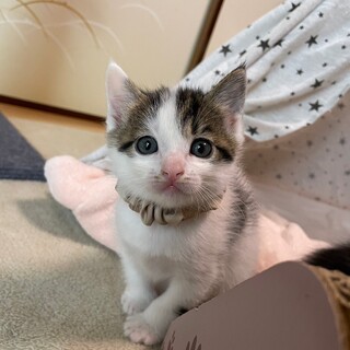 とても可愛いサバ白子猫のさぶろう！