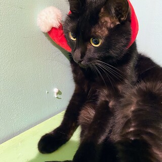 ６歳の黒猫の男の子