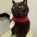 ６歳の黒猫の男の子