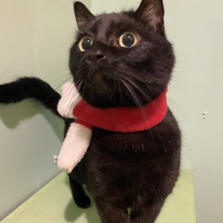 ６歳の黒猫の男の子