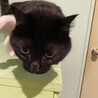 ６歳の黒猫の男の子 サムネイル2