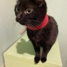 ６歳の黒猫の男の子 サムネイル3