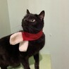 ６歳の黒猫の男の子 サムネイル4