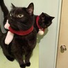 ６歳の黒猫の男の子 サムネイル5