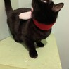 ６歳の黒猫の男の子 サムネイル6