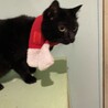 ６歳の黒猫の男の子 サムネイル7