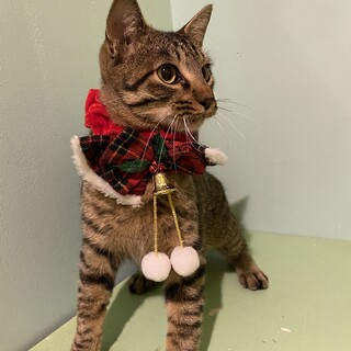 6ヶ月くらいのキジトラの男の子