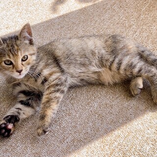 【トビ】しっぽが長いサビ柄のメス