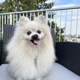 ポメラニアンのぽんち⭐︎ふわ毛と可愛い鼻が特徴♡
