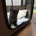 毒餌を食べて瀕死だった子猫(；ω；)