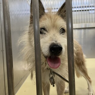 ありがとう❣️最高の里親さんに迎えられました❣️