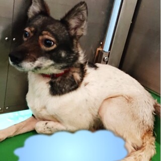 【感謝】繋がります！野犬女子オドちゃん