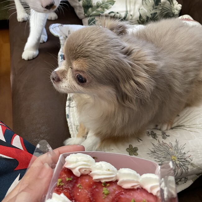 aruchaのカバー写真