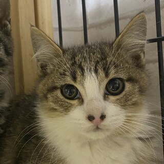鼻の模様がチャームポイント！サブ郎❤️