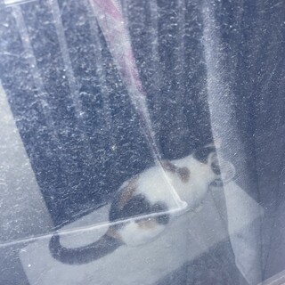 三毛猫ちゃん里親募集です！(；；)