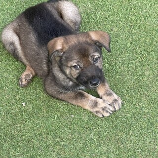 生後約2ヶ月半の子犬里親研究募集