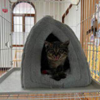 ゴロゴロが止まらない「海（カイ）君