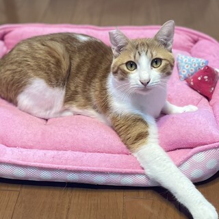 控えめ男子❤️チャシロの茶々丸