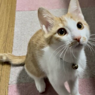  元気いっぱい☆サクちゃん