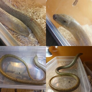 ヨーロッパアシナシトカゲとシュナイダースキンク