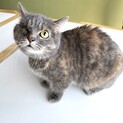 穏やかな性格の短足マンチカンちゃん♡