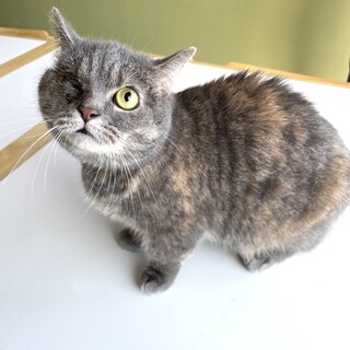 穏やかな性格の短足マンチカンちゃん♡