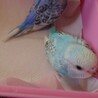 セキセイインコ雛2羽里親募集決まりした サムネイル3