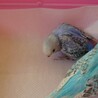 セキセイインコ雛2羽里親募集決まりした サムネイル4