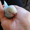 セキセイインコ雛2羽里親募集決まりした サムネイル5