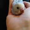 セキセイインコ雛2羽里親募集決まりした サムネイル6