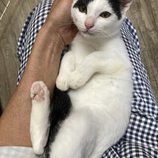 ずっとお膝にいたい　甘えたサニーくん