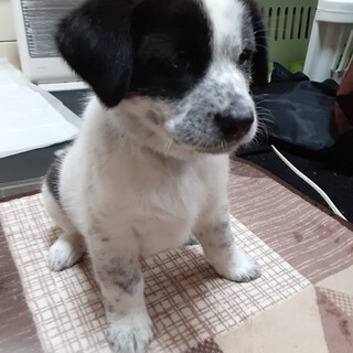 蓮くん❗(お申し込み多数の為一旦停止します❗)