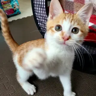 3兄妹 活発な茶白の男の子2ヶ月『チャン』くん