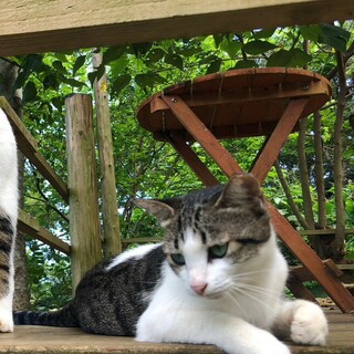 ♡☆穏やかな性格の可愛いメス猫です☆♡