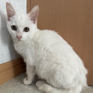 おっとりな甘えん坊☆しずく君
