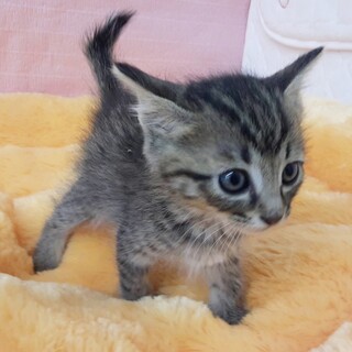 キジトラベビー君！すくすく1か月成長中