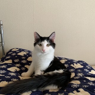 生後7ヶ月の子猫ちゃん