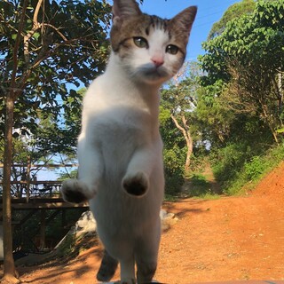 ♡☆少し甘えん坊のオス猫です☆♡