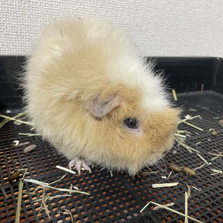 テディモルモット　