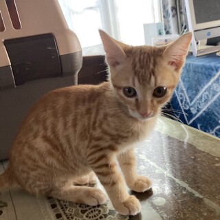 ありがとうございました★可愛い茶虎の　みかんちゃん