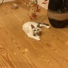 生後4ヶ月　シャムミックス雌　人懐っこい性格です！ サムネイル2