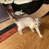 生後4ヶ月　シャムミックス雌　人懐っこい性格です！ サムネイル4