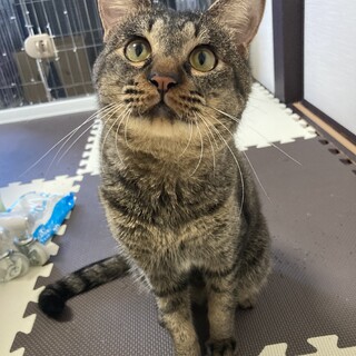 多頭飼育からのレスキュー猫